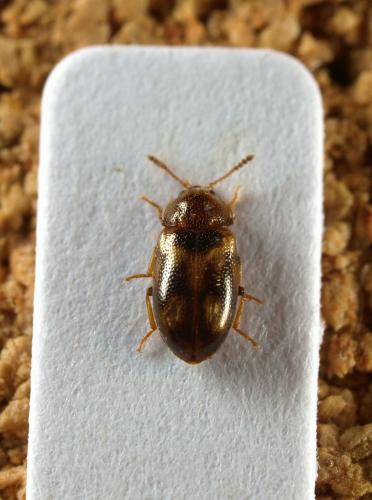 Tetratoma ancora