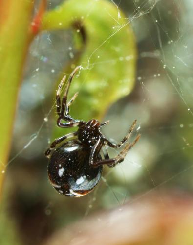 Parasteatoda lunata