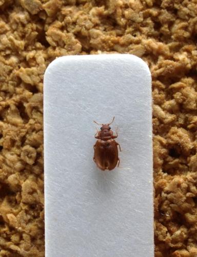 Réf. 85 229 : Enicmus testaceus