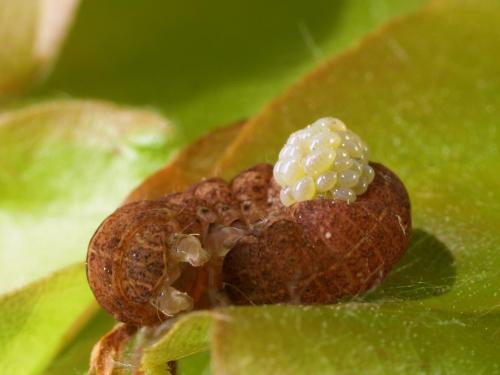 Euplectrus sp.