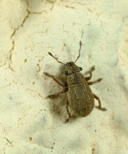 Strophosoma nebulosum