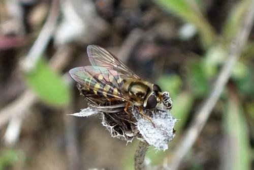 Eupeodes corollae