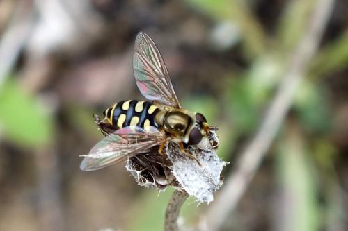 Eupeodes corollae