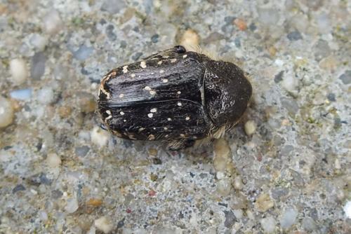 Réf. 85 457 : Oxythyrea funesta
