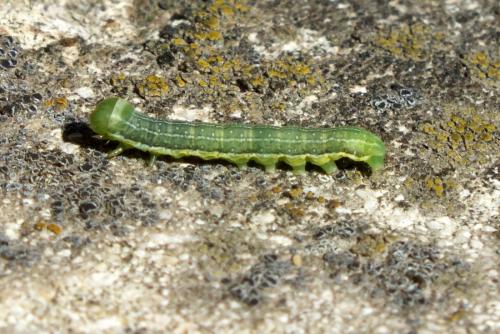 Réf. 85 454 : Orthosia sp.