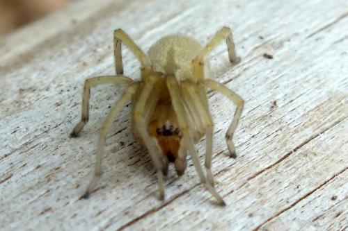 Cheiracanthium sp.