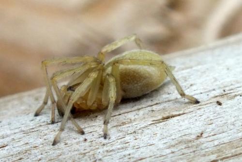 Réf. 85 340 : Cheiracanthium sp.