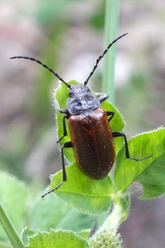 Omophlus rugosicollis