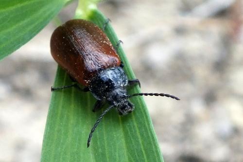 Omophlus rugosicollis