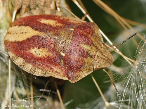 Eurygaster testudinaria