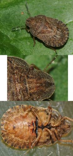Sciocoris homalonotus