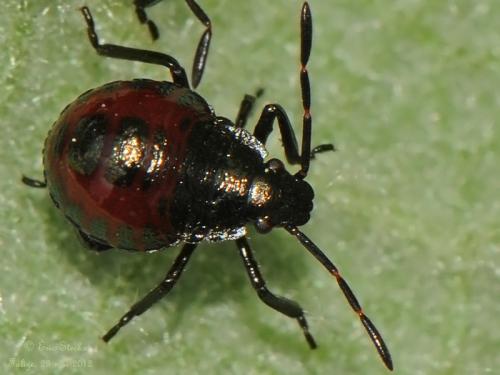 Réf. 85 942 : Picromerus bidens