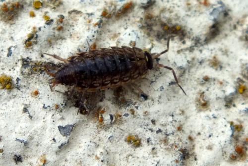 Philoscia muscorum