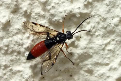 Réf. 85 035 : Tenthredopsis sp.