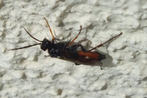 Tenthredopsis sp.