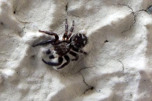 Pseudeuophrys erratica