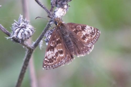 Erynnis tages