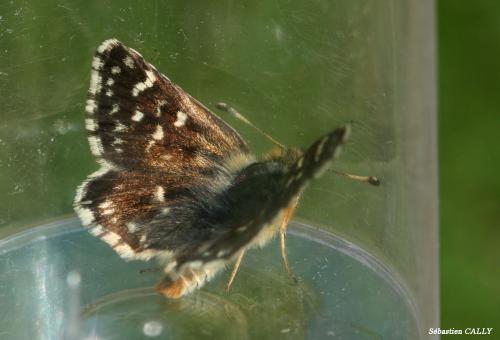 Spialia sertorius