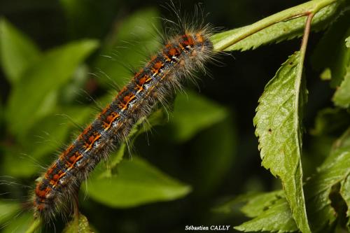 Réf. 85 061 : Trichiura crataegi