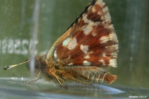 Spialia sertorius
