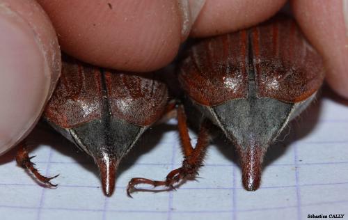 Melolontha sp.