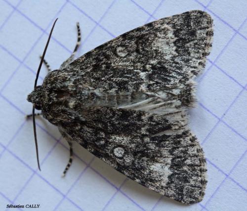 Réf. 85 338 : Subacronicta megacephala