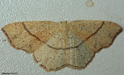 Réf. 85 896 : Cyclophora punctaria