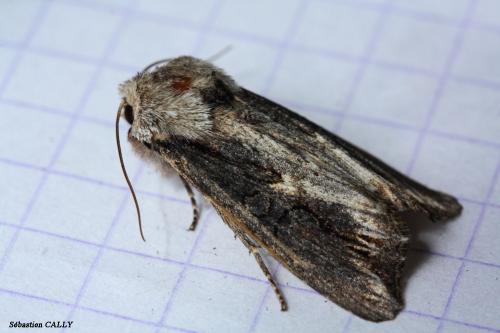 Egira conspicillaris