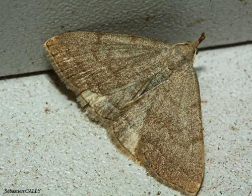 Pechipogo strigilata