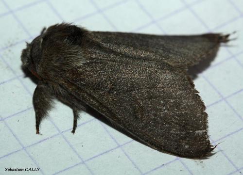 Calliteara pudibunda