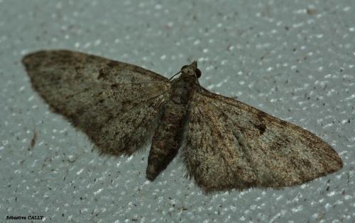 Réf. 85 973 : Eupithecia abbreviata