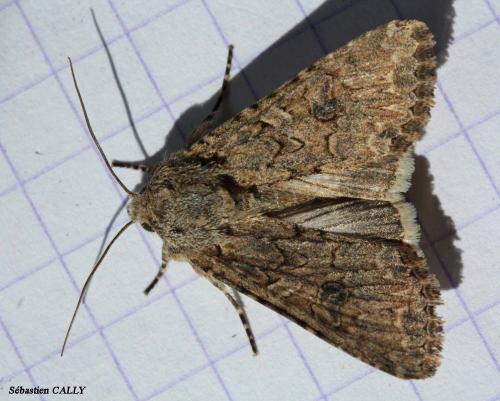 Réf. 85 348 : Anarta trifolii