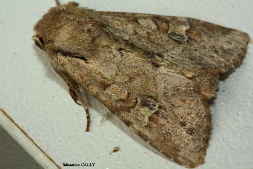 Réf. 85 346 : Apamea sordens