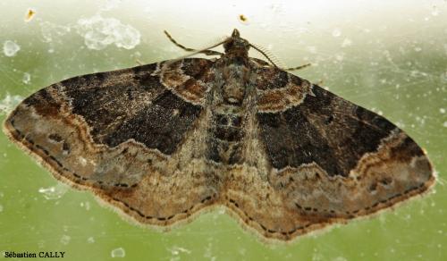Réf. 85 468 : Xanthorhoe ferrugata