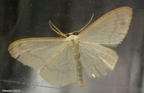 Réf. 85 465 : Scopula floslactata