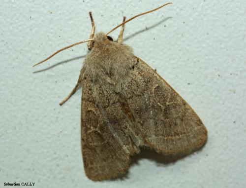 Orthosia cerasi