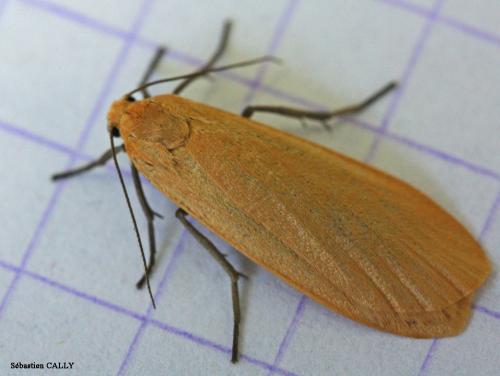 Réf. 85 440 : Eilema sororcula