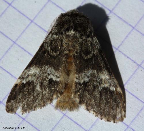 Drymonia dodonaea