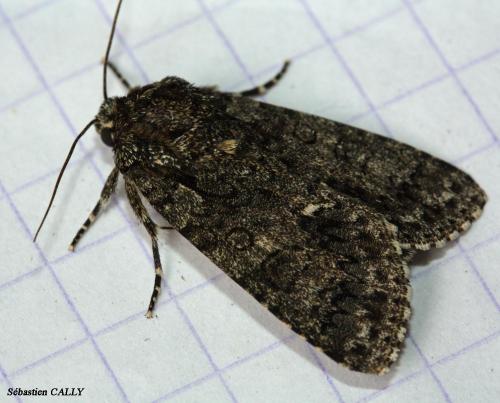 Réf. 85 356 : Acronicta rumicis