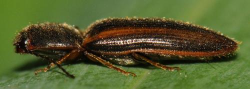 Athous vittatus