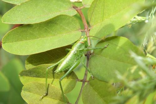 Tettigonia viridissima