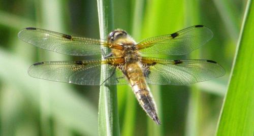 Réf. 85 863 : Libellula quadrimaculata