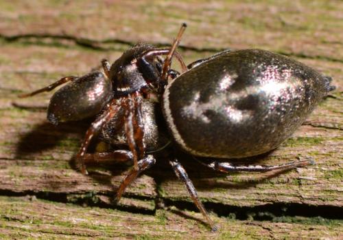 Réf. 85 746 : Heliophanus auratus
