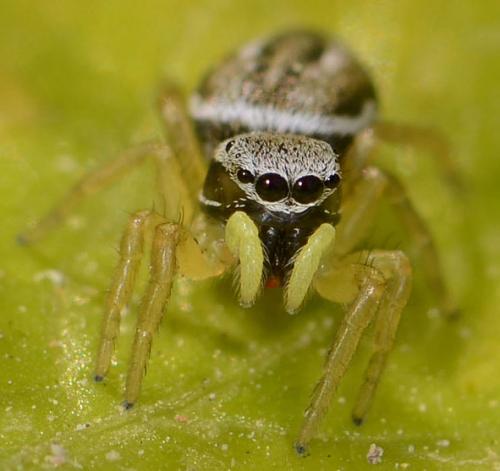 Réf. 85 371 : Heliophanus equester
