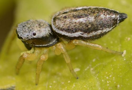 Réf. 85 379 : Heliophanus equester