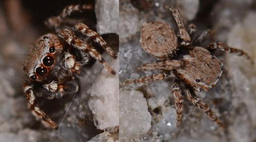 Réf. 85 826 : Attulus sp.