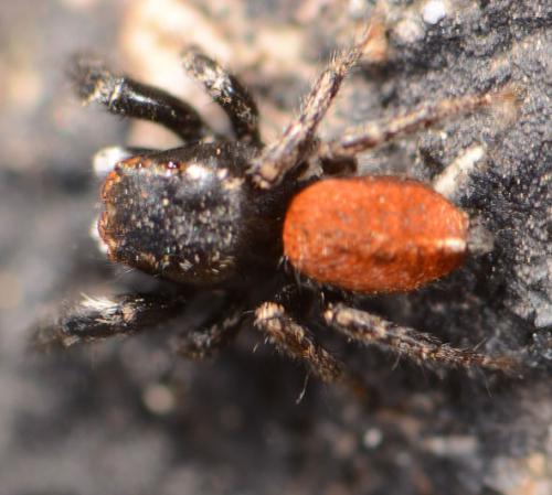 Réf. 85 242 : Pellenes diagonalis