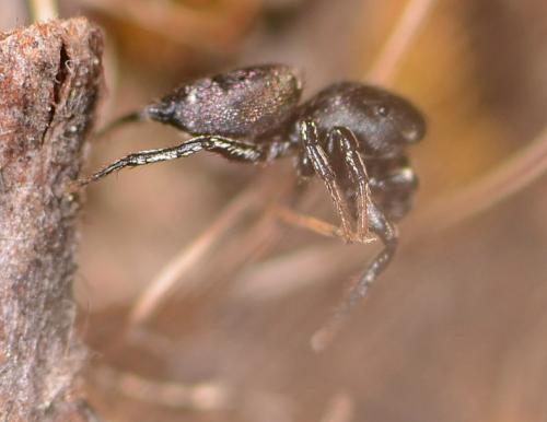 Réf. 85 853 : Heliophanus sp.
