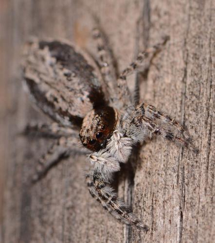 Menemerus taeniatus