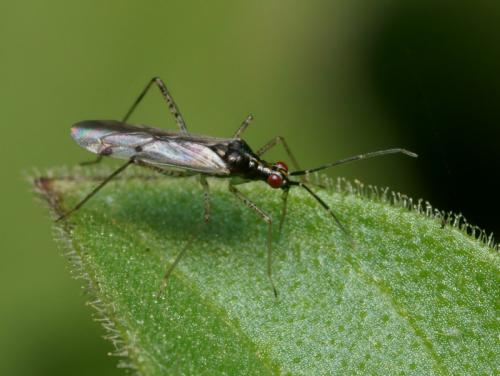 Réf. 85 409 : Dicyphus sp.